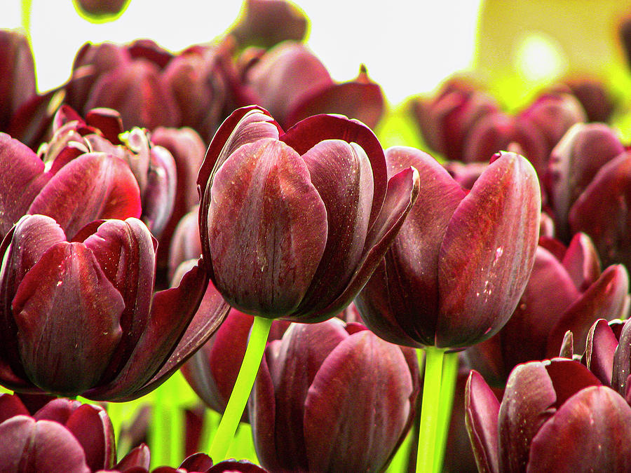 Black Tulips #1 Photograph by Aydin Gulec