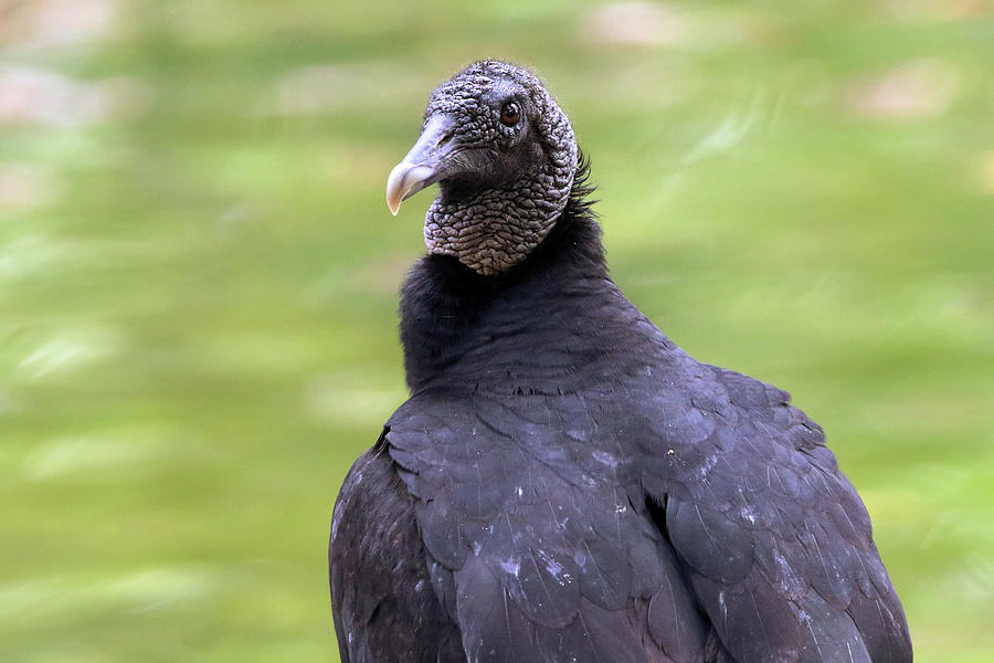 Black Vulture Florida Photograph by Bob Savage - Pixels
