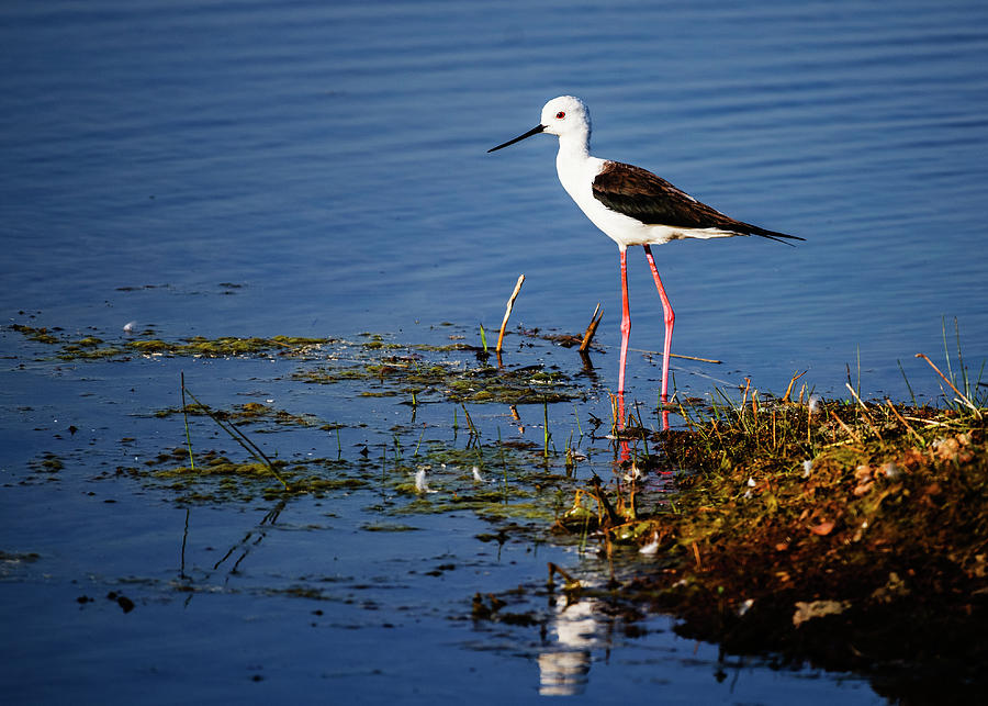 Black winged stilt Photograph by Vishwanath Bhat | Pixels