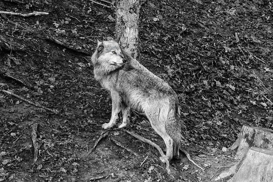 Black Wolf Photograph
