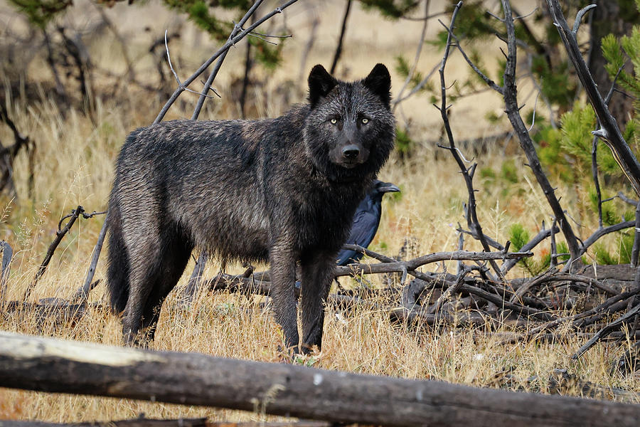 Black Wolf #1 Photograph by Julie Argyle