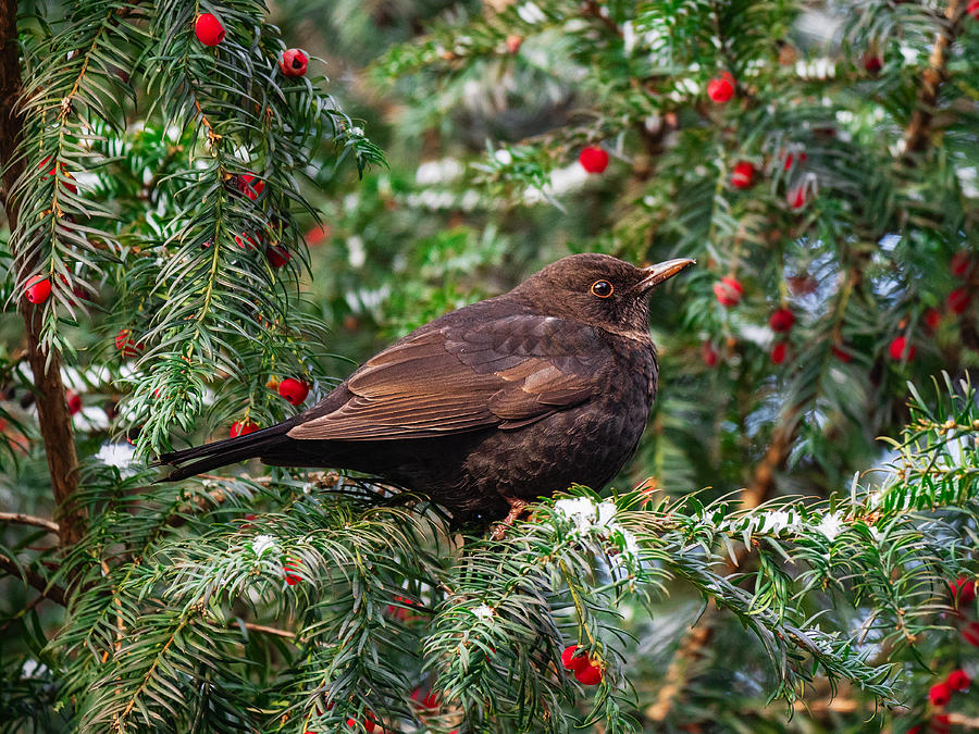 Blackbird perched on yew tree branch #1 Photograph by TorriPhoto