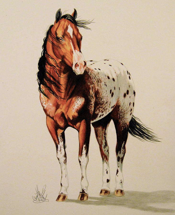 Blanketed Appaloosa Painting