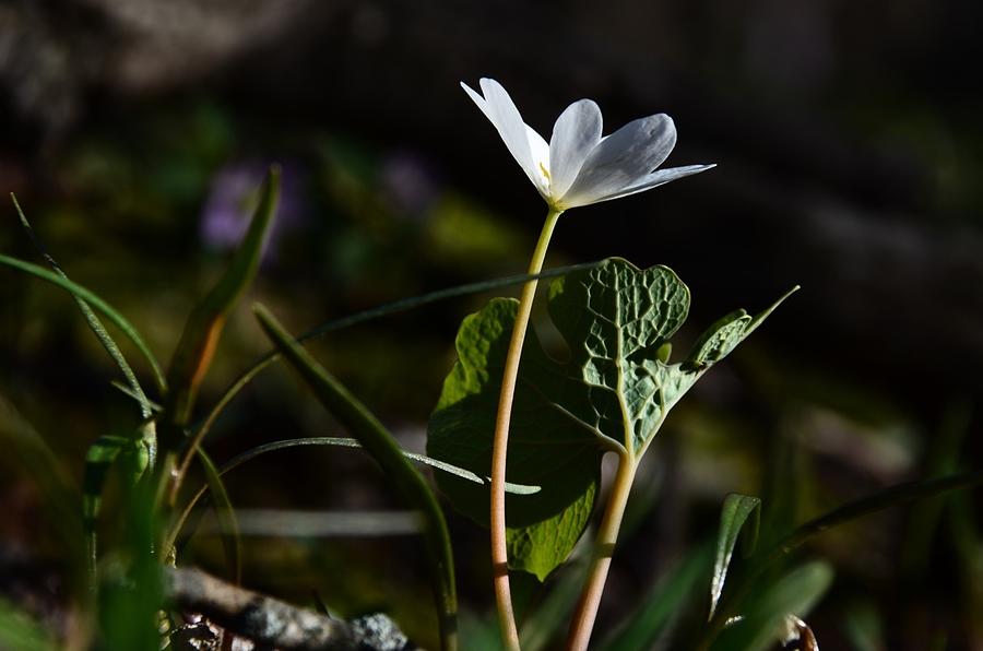 Blood Root #1 Photograph by Rich Clewell