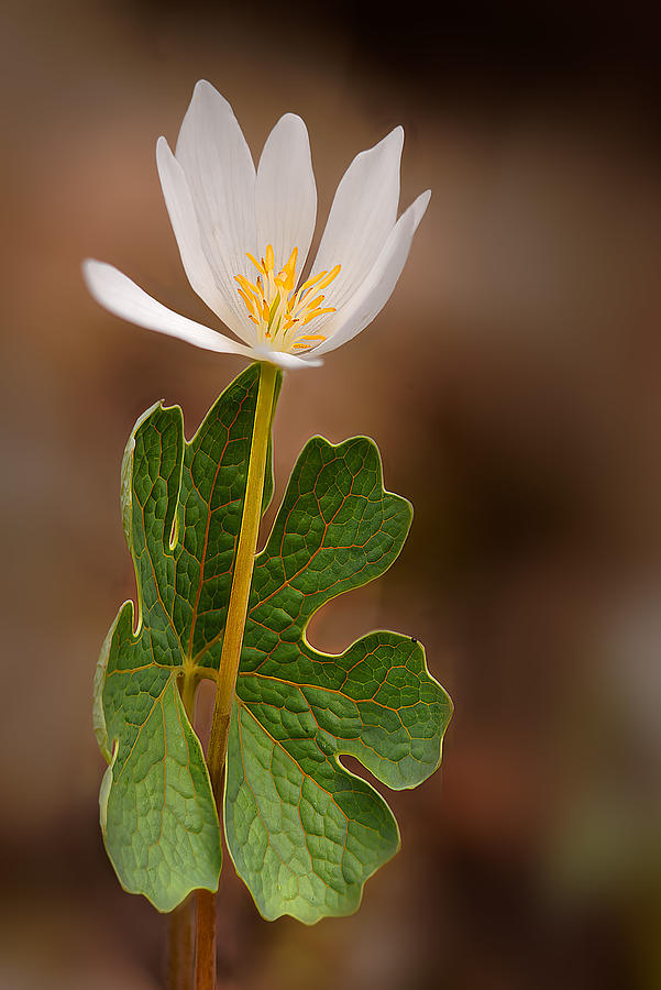 Summer Photograph - Bloodroot #1 by Robert Charity