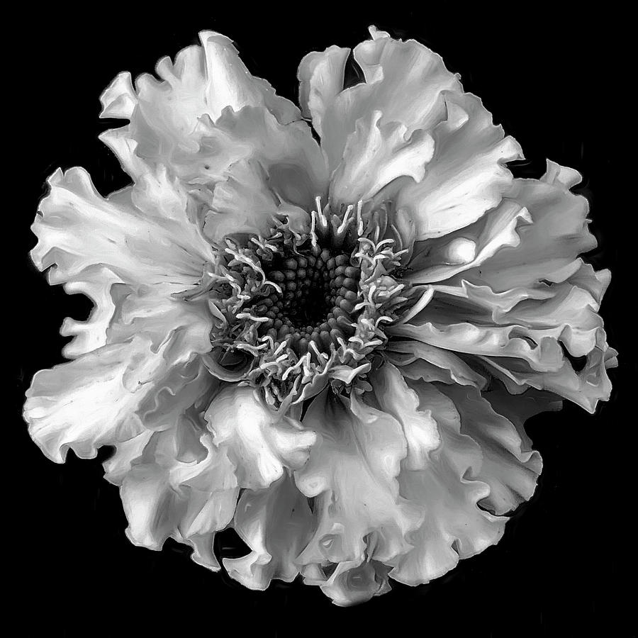 BLOOM in Black and White  #1 Digital Art by Cindy Greenstein