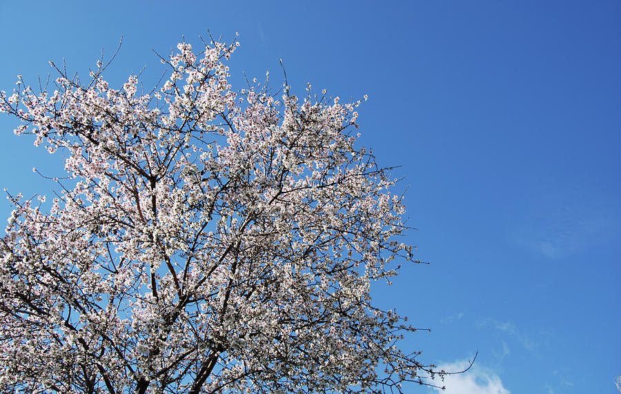 Blooming almond trees bloom in spring against blue sky. Springtime landscape Photograph by Michalakis Ppalis