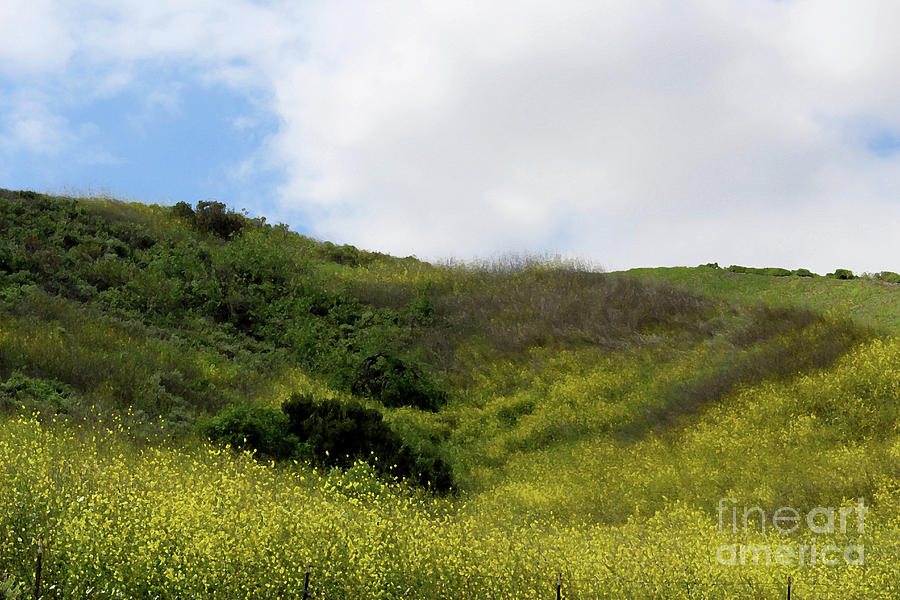 Blooming Hillside Photograph