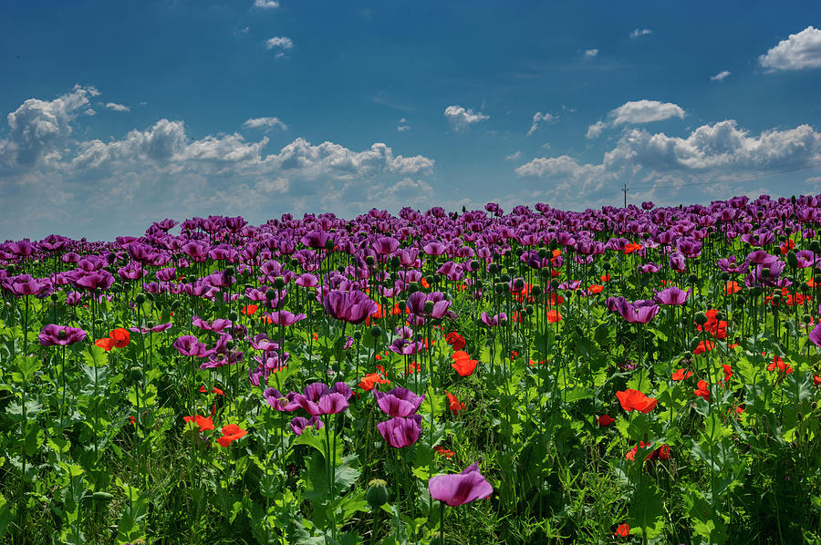 Blooming Poppy Field Near Hustopece, Czech Republic Photograph By ...