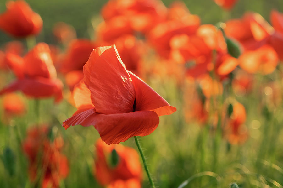 Blooming red poppy flowers #1 Photograph by Mikhail Kokhanchikov