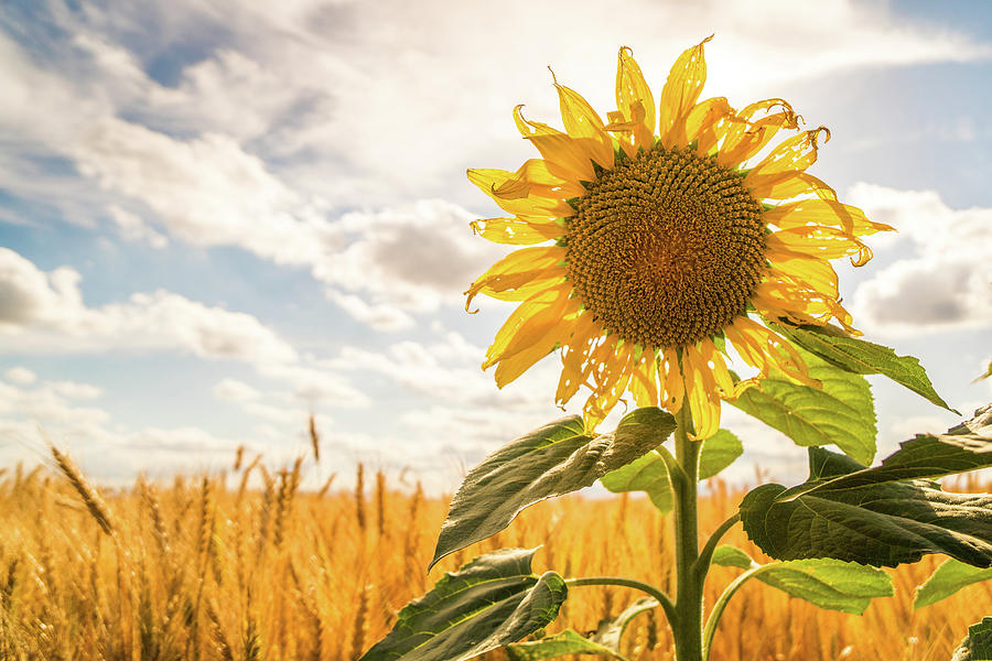 Blooming sunflower in rural farmland.  #1 Photograph by Mike Fusaro