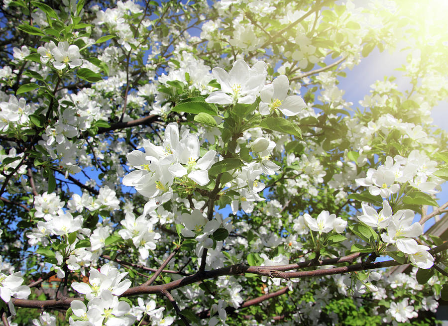 Blossom Apple Tree Branch #1 Photograph by Mikhail Kokhanchikov