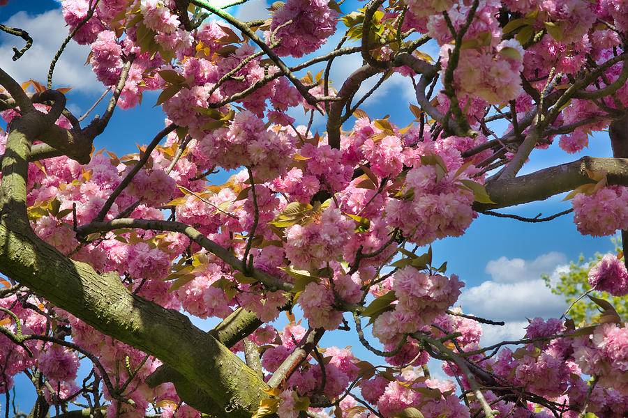 Blossom In Regents Park  #2 Photograph by Raymond Hill