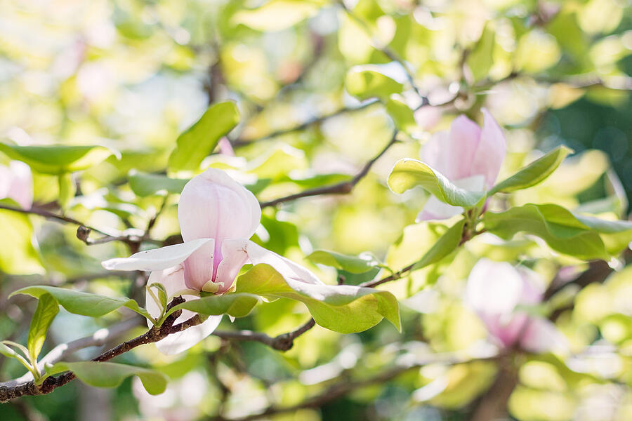 Blossoming of pink magnolia flowers in spring time #1 Photograph by TorriPhoto