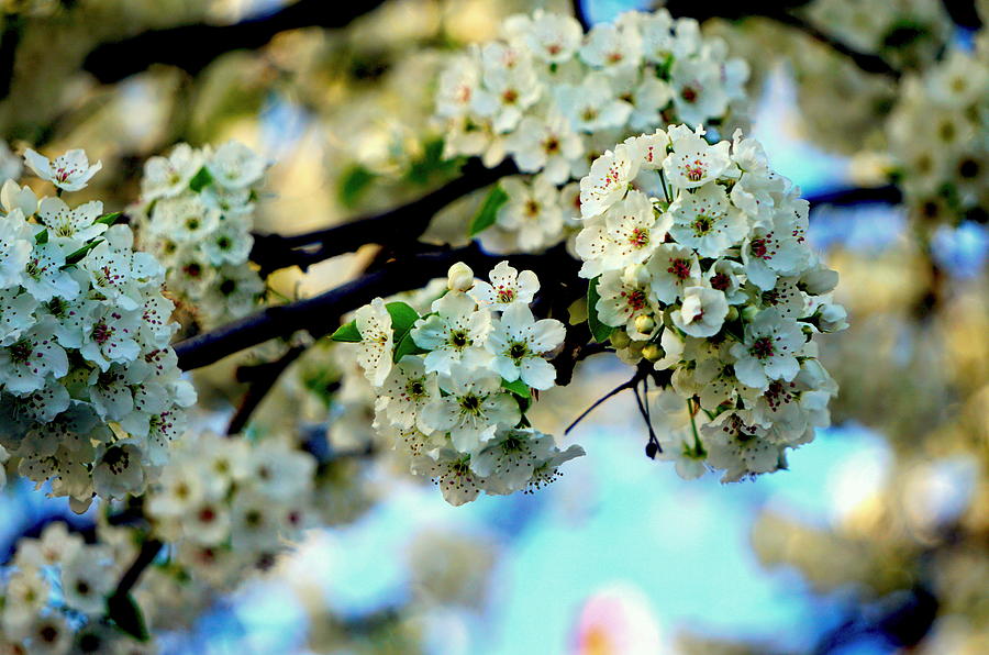 Blossoms #1 Photograph by Caryn La Greca