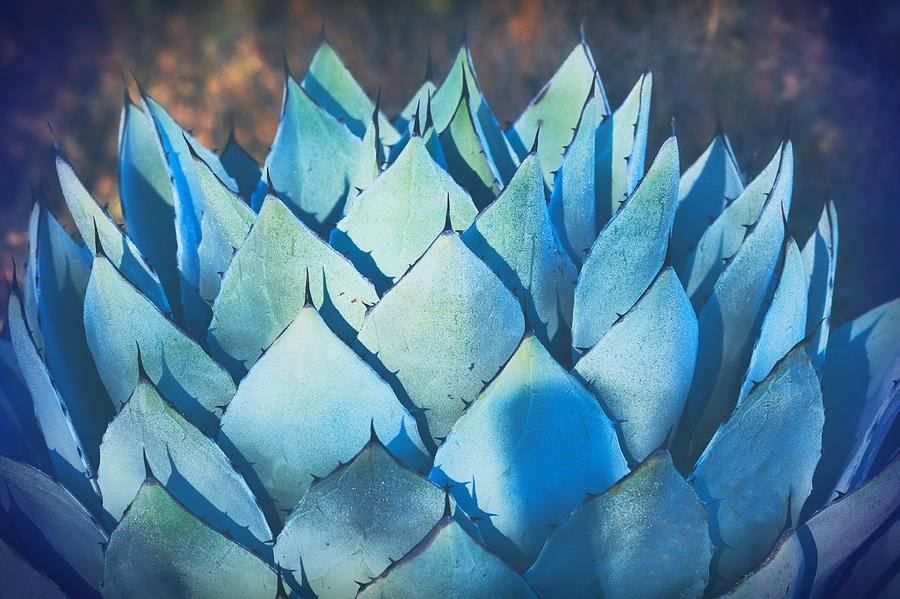 Blue Agave Abstract  #1 Photograph by Saija Lehtonen