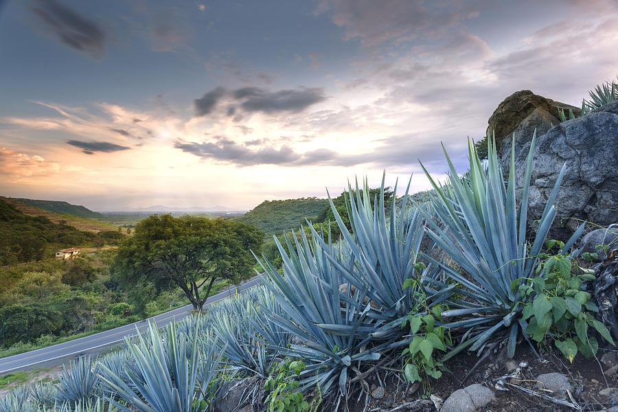 Blue Agave Ayotlan, Jalisco #1 Photograph by Showing the world ..