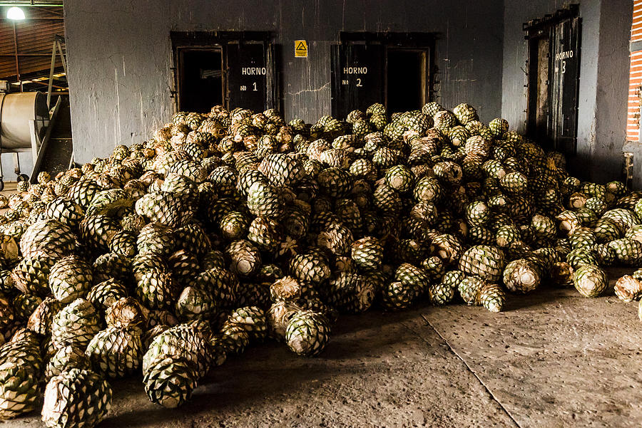 Blue agave bolas, referred to as pineapples, sit in a pile in a tequila distillery in Jalisco state, Mexico. #1 Photograph by Matt Mawson