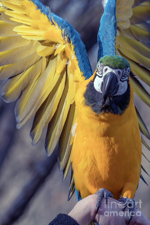 Blue and Gold Macaw #1 Photograph by Kristine Anderson