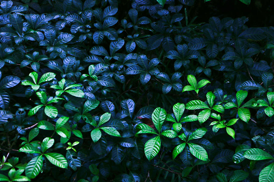 Blue And Green Photograph