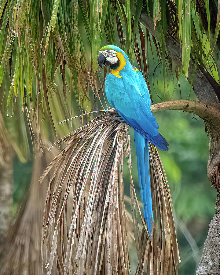 Blue and Yellow Macaw Doncello Caqueta Colombia #1 Photograph by Adam Rainoff