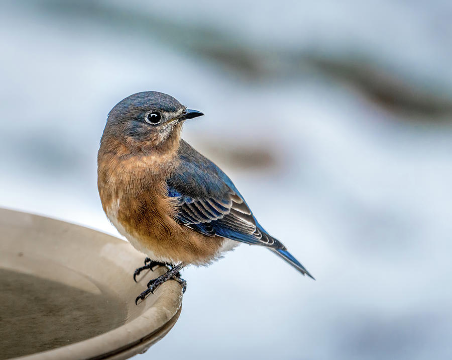 Blue Bird #1 Photograph by Bill Frische