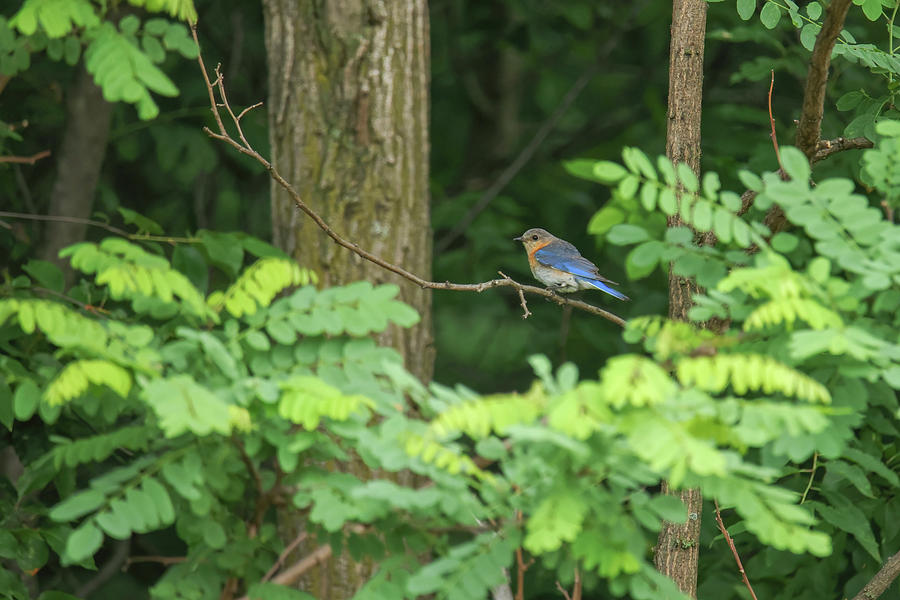 Blue Bird #1 Photograph by Brook Burling
