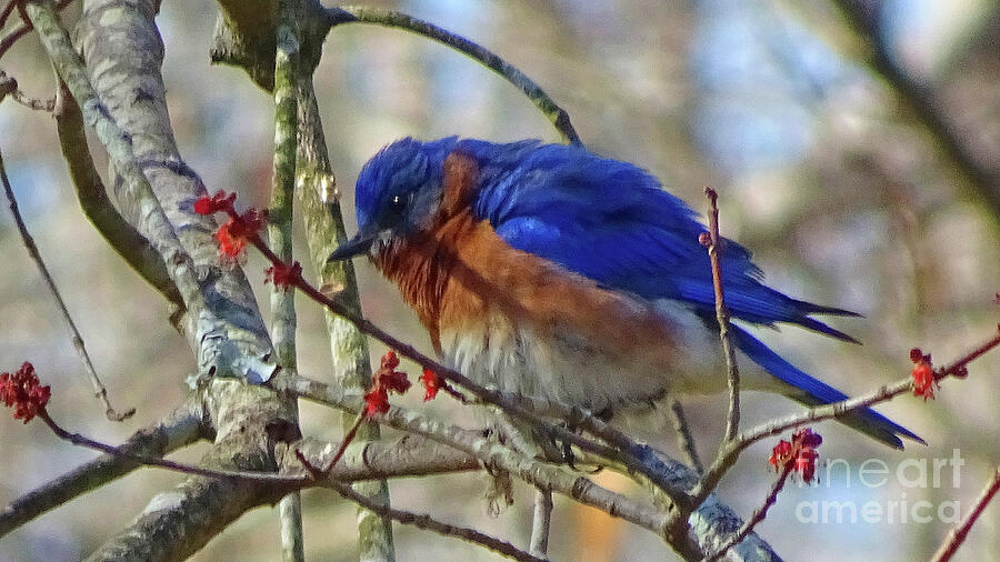 Fluffy Bluebird Photograph by Eunice Warfel
