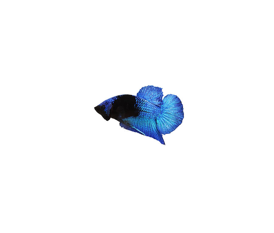 Blue Black Light Betta Fish #1 Photograph by Sambel Pedes