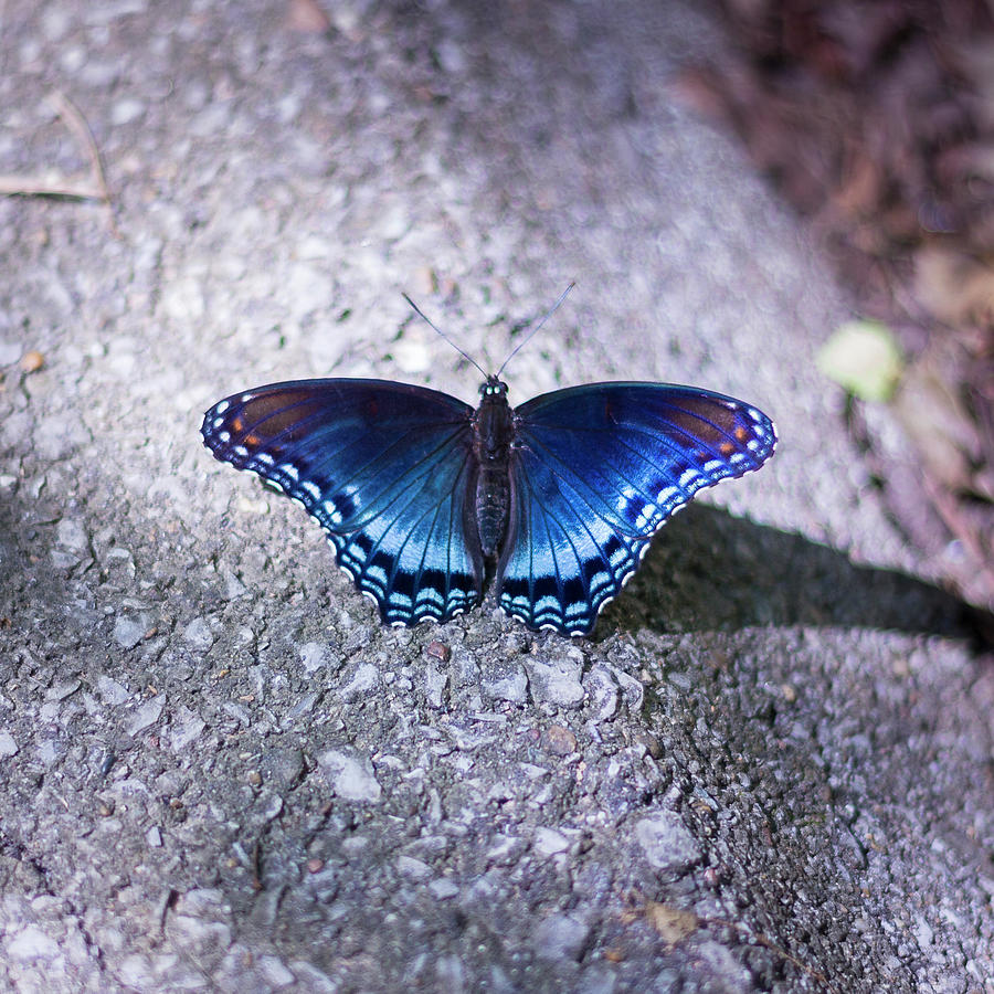 Blue Butterfly #1 Photograph by David Beechum