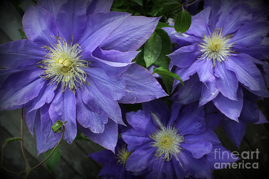 Blue Clematis in Full Bloom #2 Photograph by Dora Sofia Caputo