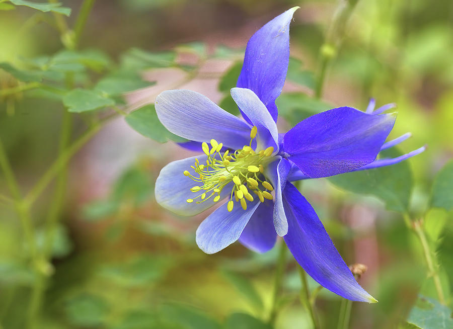 Blue Columbine #2 Photograph by Bob Falcone