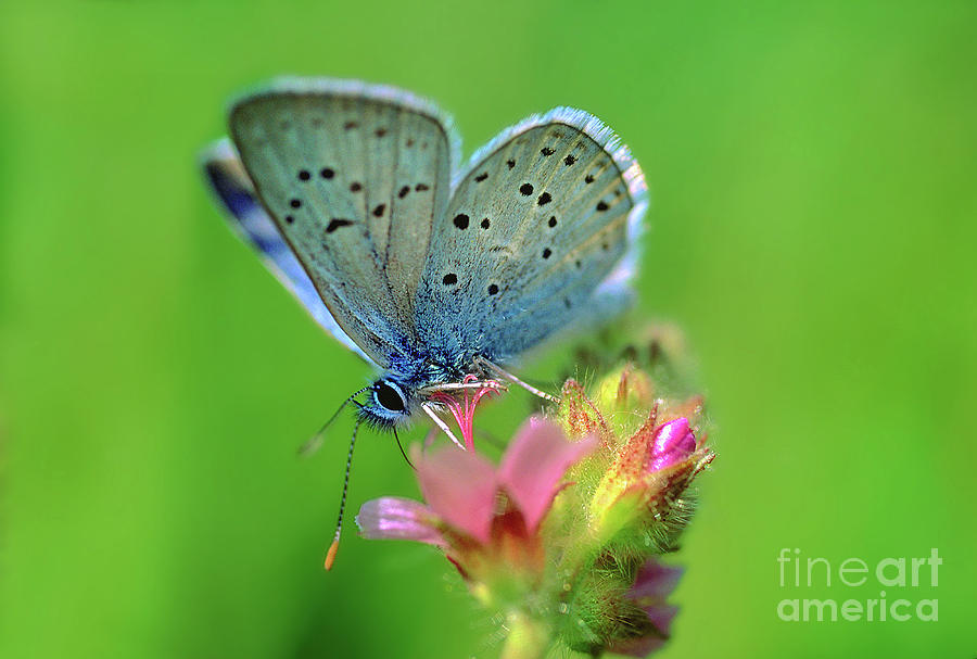Blue Copper Butterfly on a Flower #1 Photograph by Wernher Krutein