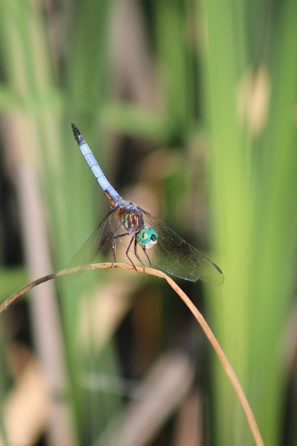 Blue Dasher Photograph - Blue Dasher by Callen Harty Blue Dasher Photograph - Blue Dasher by Callen Harty