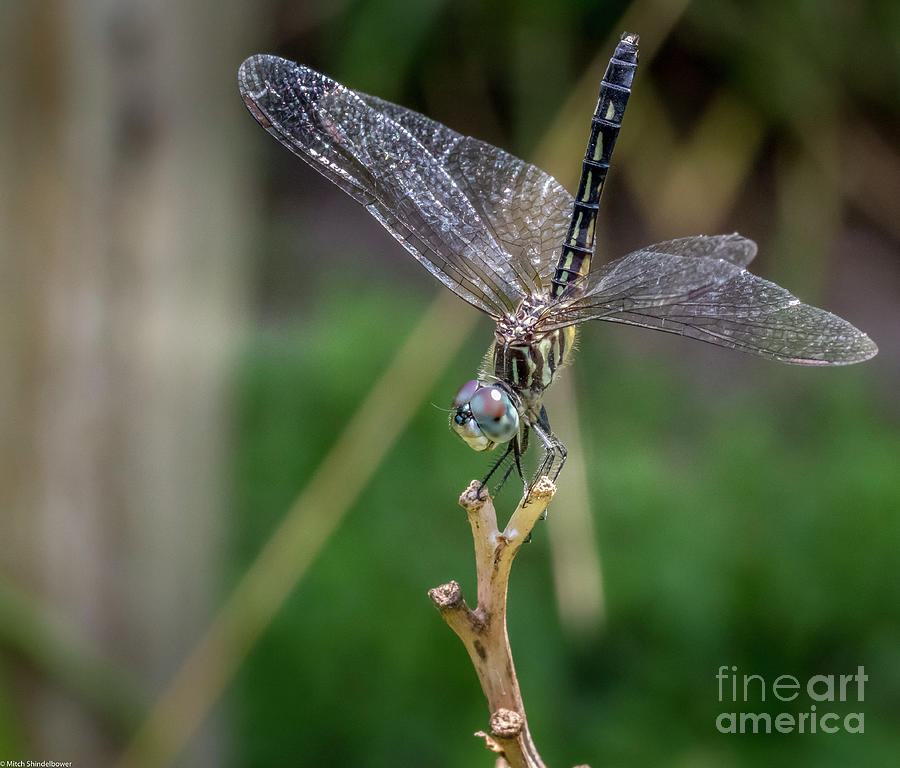 Nature Photograph - Blue Dasher Dragonfly  #1 by Mitch Shindelbower