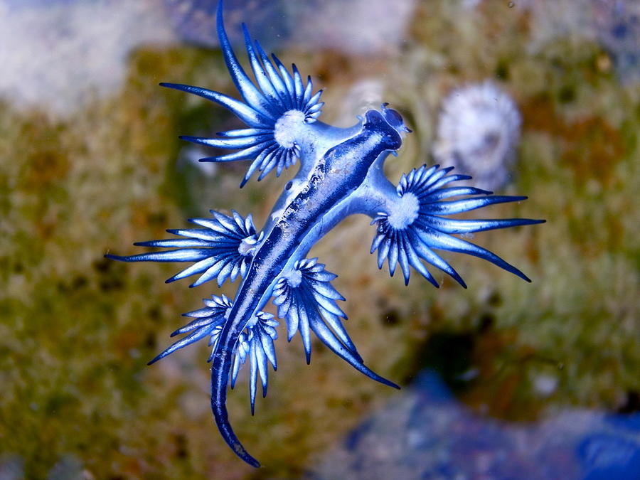 Blue Dragon, Glaucus Atlanticus, Blue Sea Slug #1 Photograph by S.Rohrlach