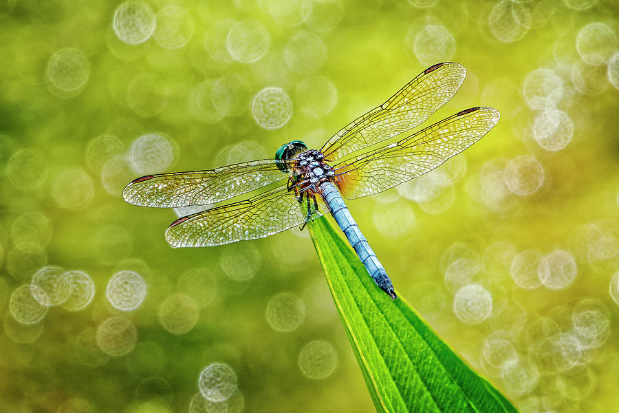 Blue Dragonfly Photograph by Craig Andrews - Fine Art America