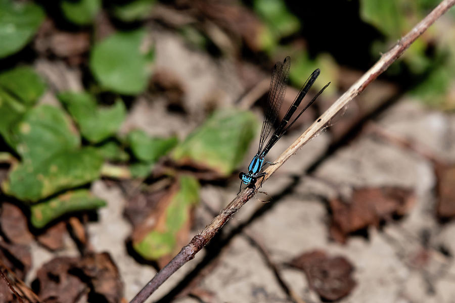 Blue Dragonfly #1 Photograph by Rose Guinther