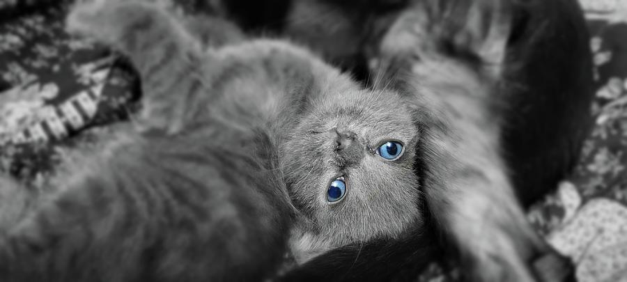 Blue-eyed Baby Kitten #1 Photograph by Ally White