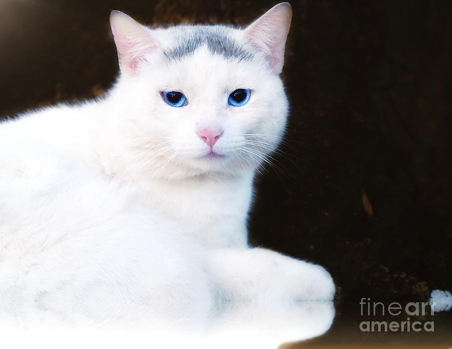 Sapphire Stare A White Cats Elegance In The Midnight Hues Photograph
