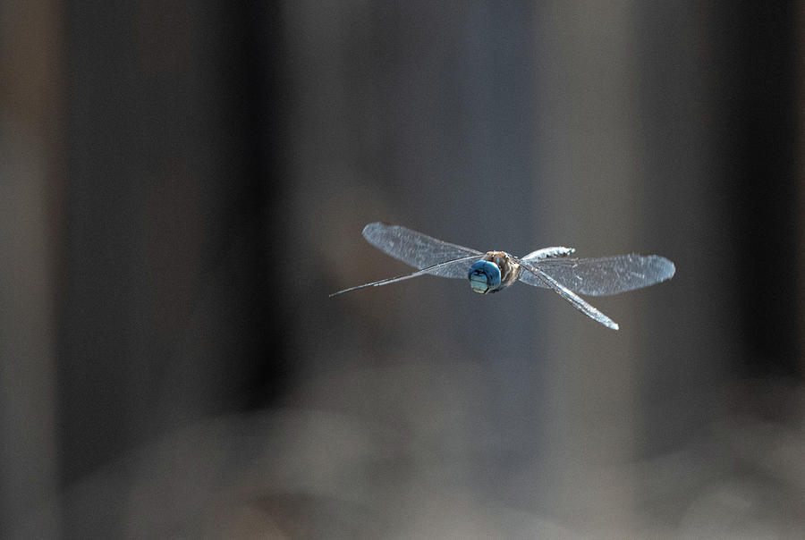 Blue Eyed Darner Dragonfly #1 Photograph by Rick Mosher