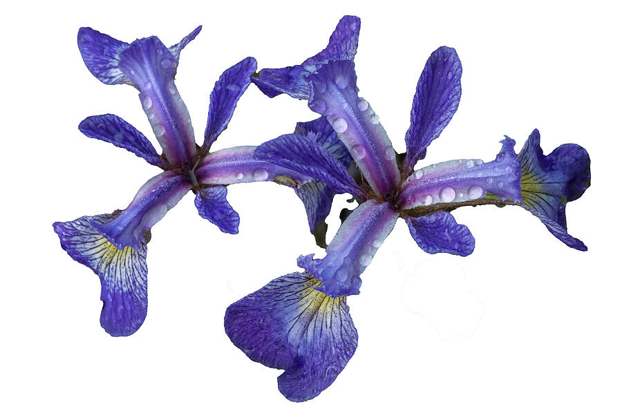 Blue Flag Iris #2 Photograph by Bob Grabowski