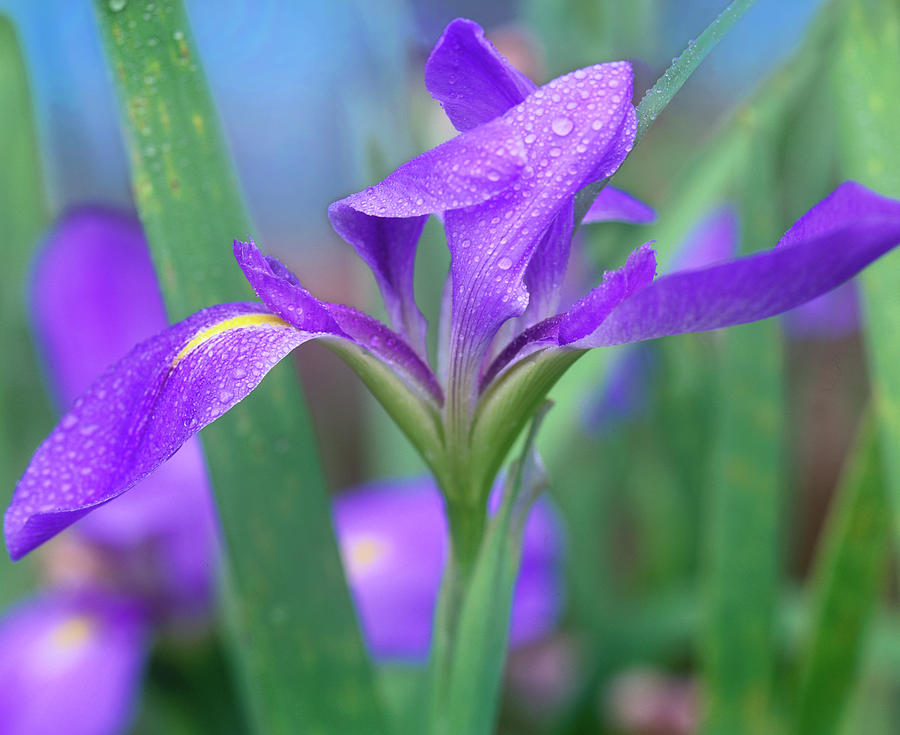 Blue Flag Iris #1 Photograph by Tim Fitzharris