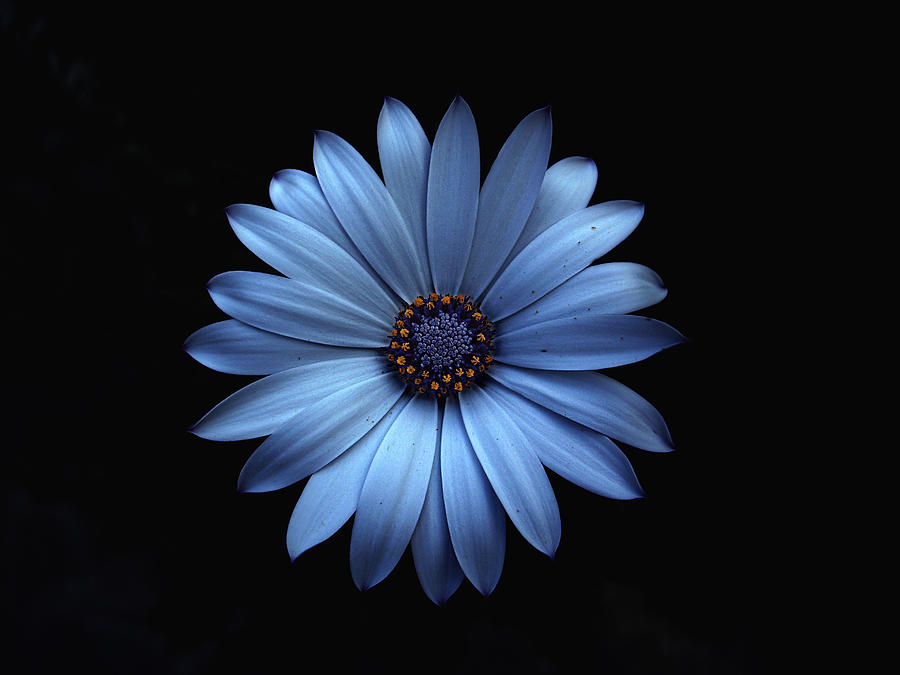 Blue flower #1 Photograph by MariClick Photography