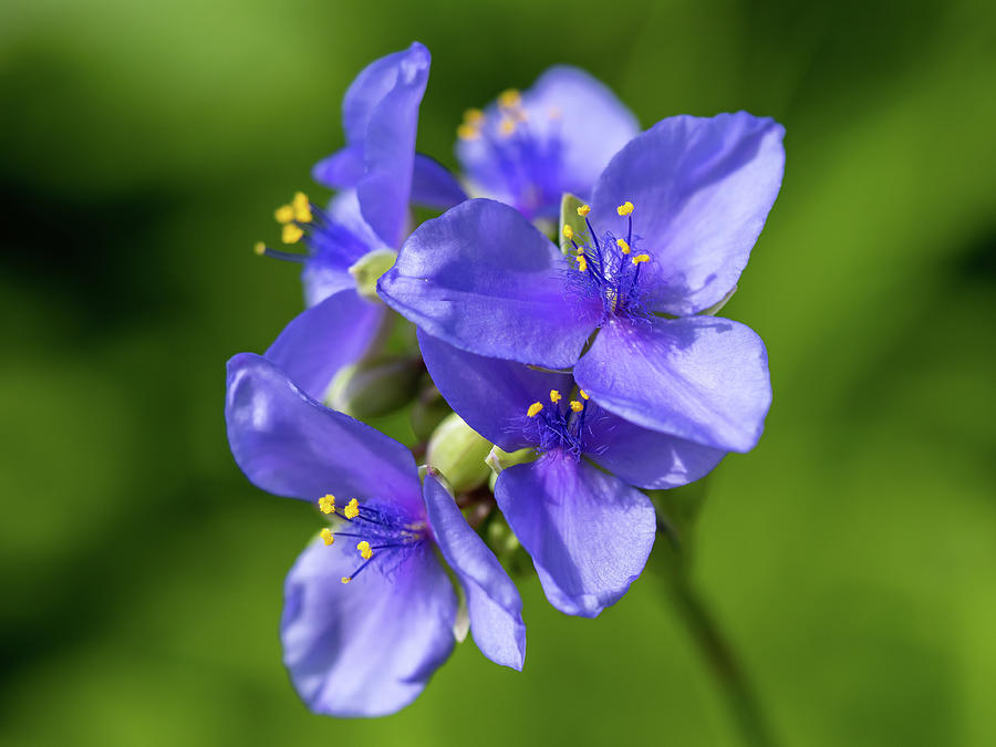 Blue Flower Photograph by Marlene Marengo - Fine Art America