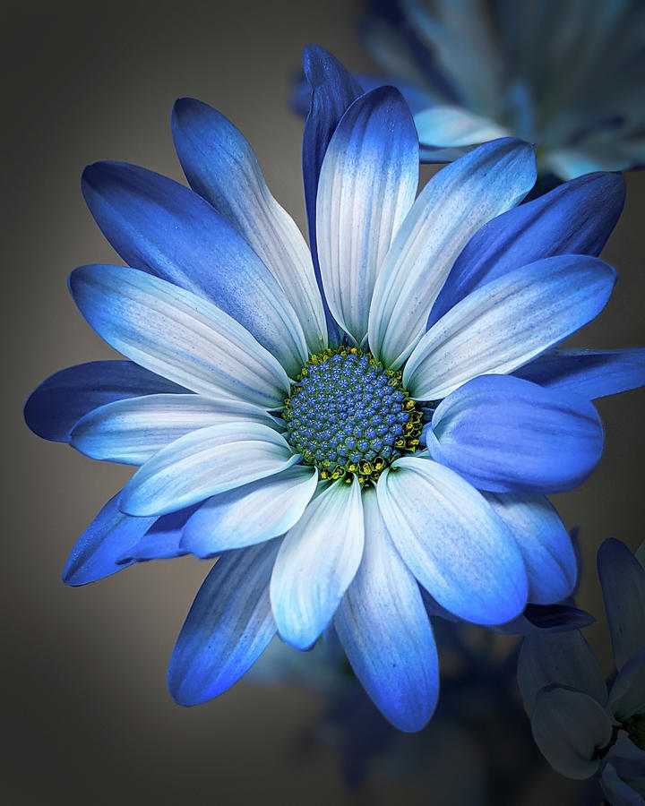 Blue Flower #1 Photograph by Michelle Wittensoldner