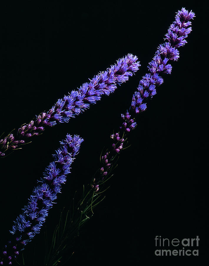 Blue Flower Photograph by Exors