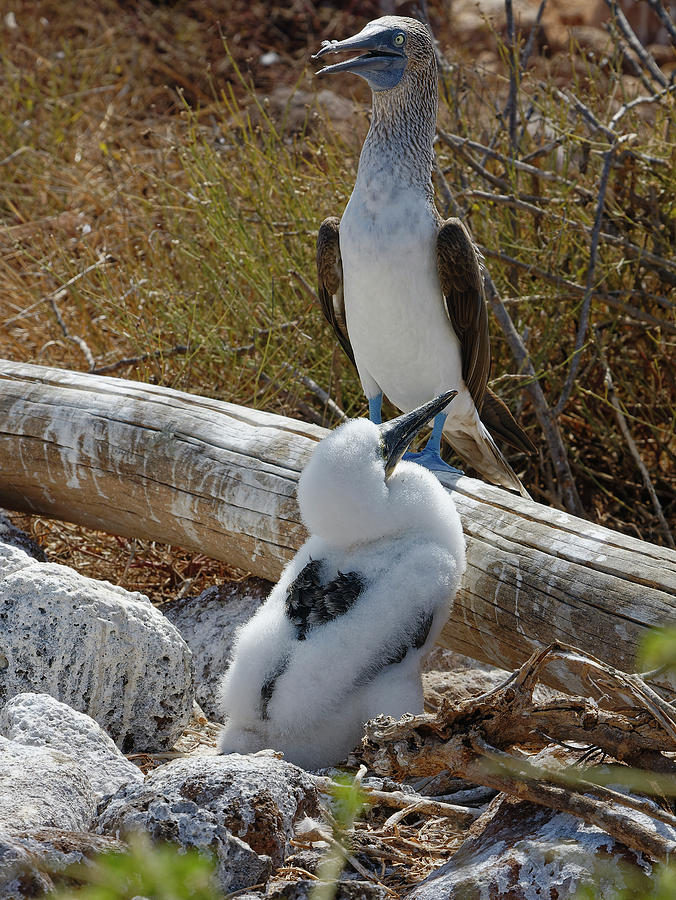 Blue Footed Boobies Mom And Chick Photograph By Sally Weigand Pixels 