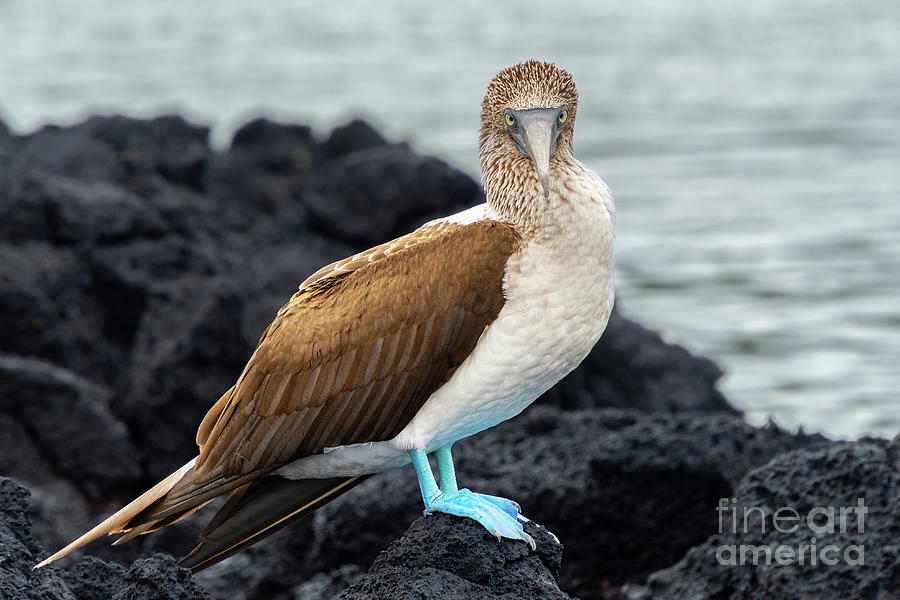 Blue-footed Booby Portrait #1 Photograph by Nancy Gleason