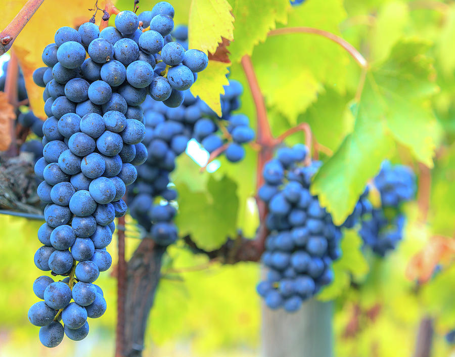 Blue grapes on a vine #1 Photograph by Alexey Stiop